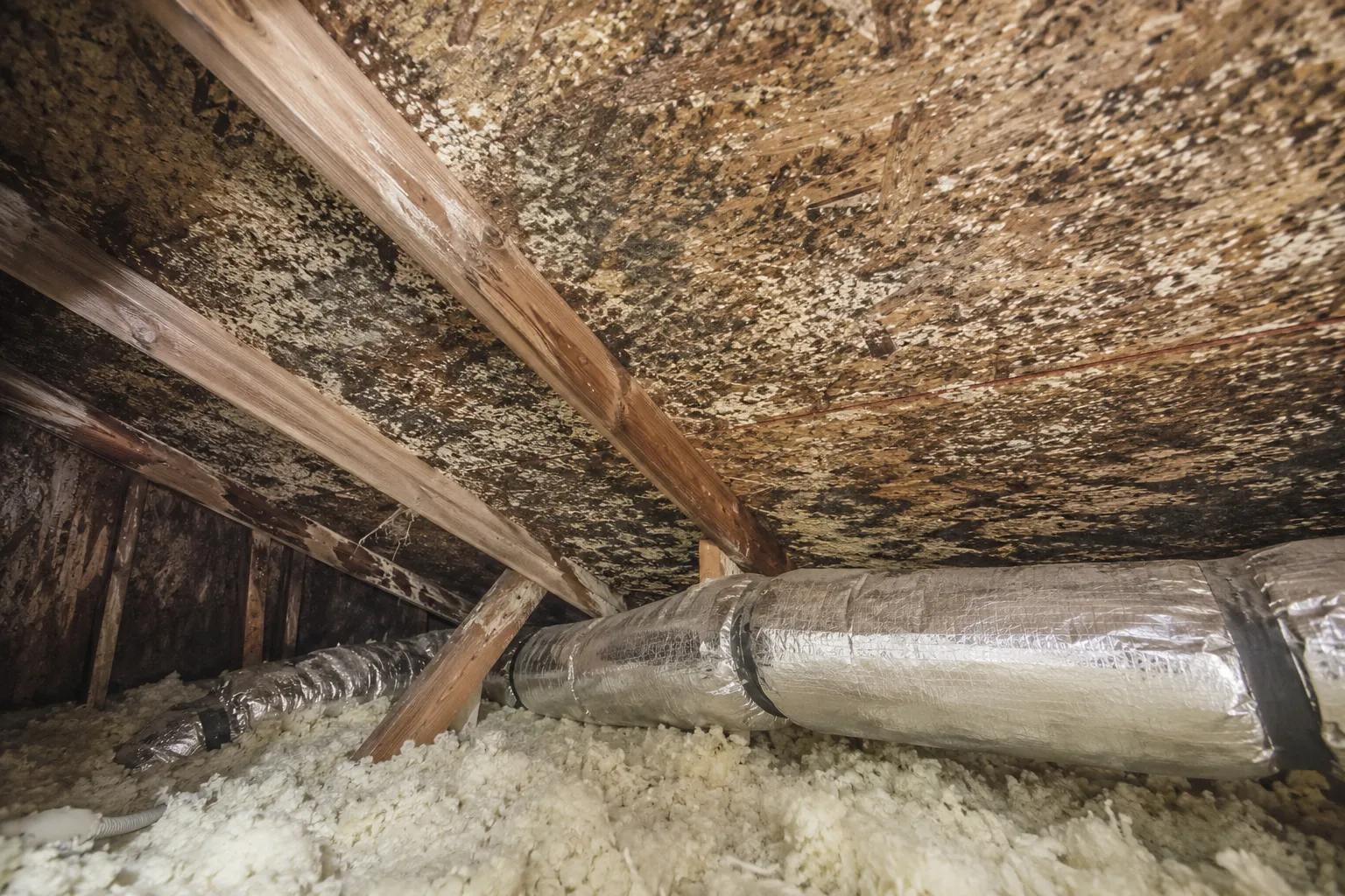 Attic Mold Remediation — Marion, Sumter & Lake Counties