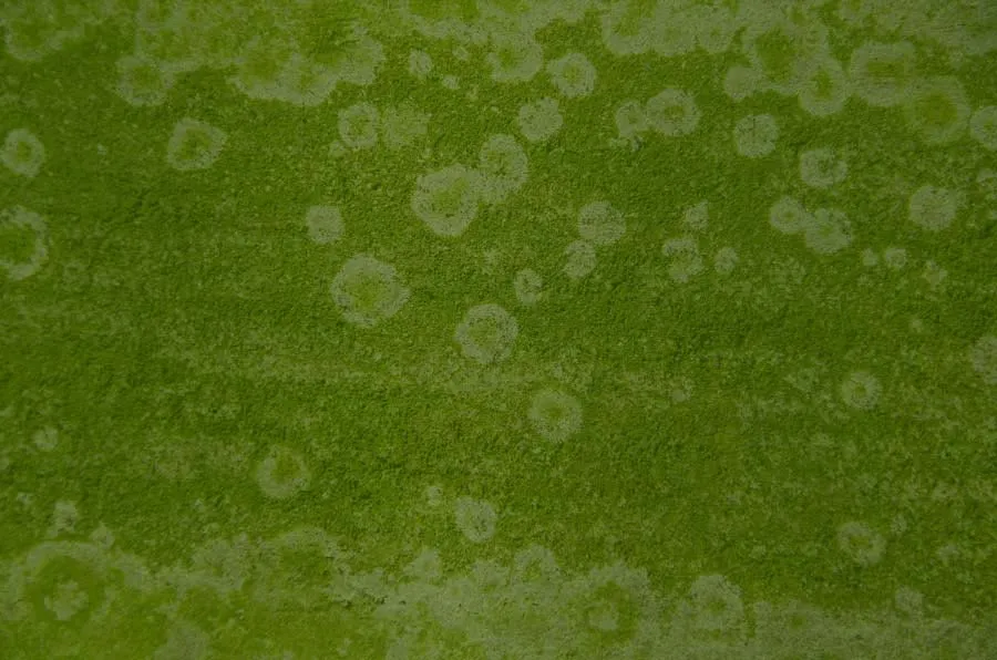 Mold in Florida Homes: What Every Homeowner Needs to Know